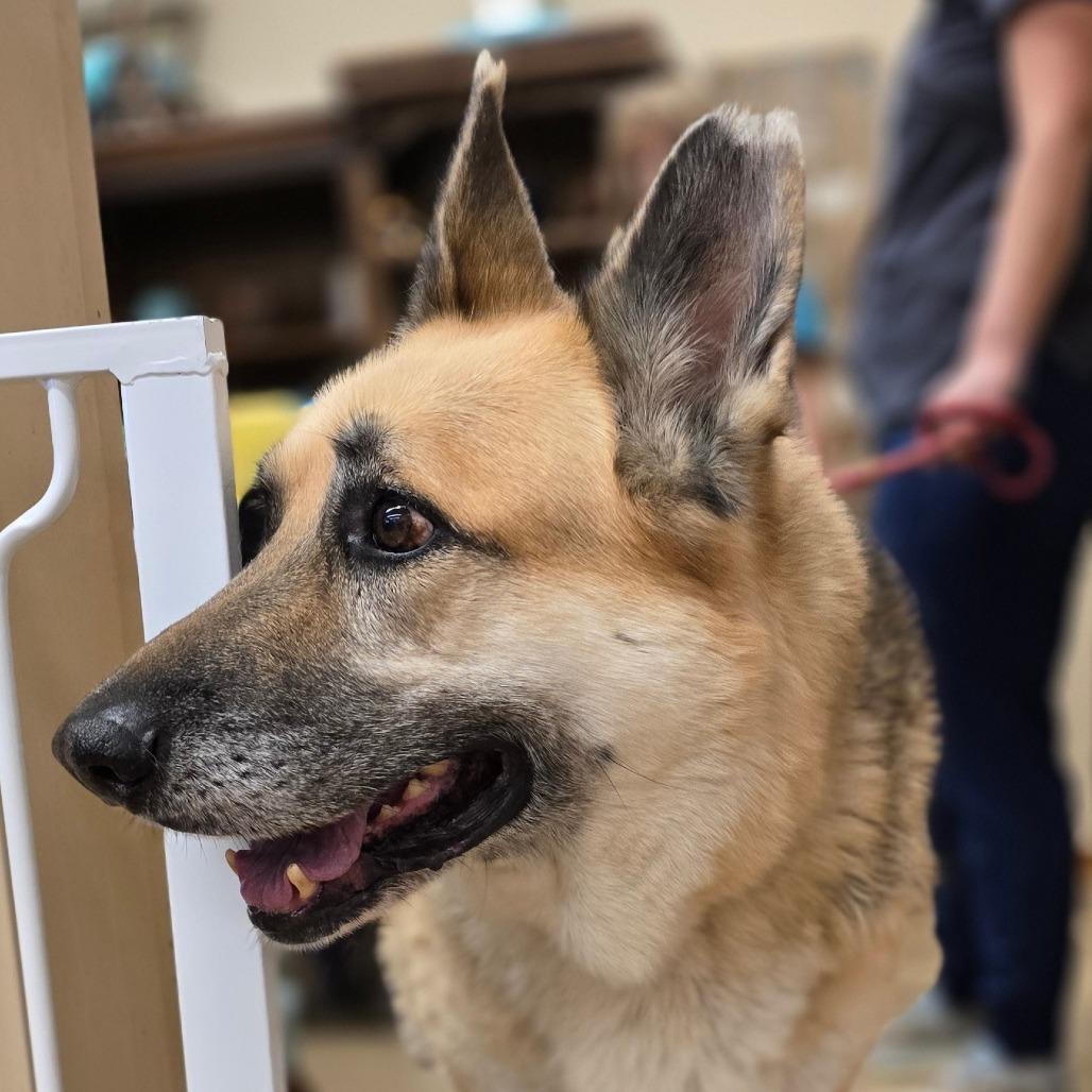 Enlarge Bobby, a Adoptable mixed breed in Wickenburg, AZ image 2/4