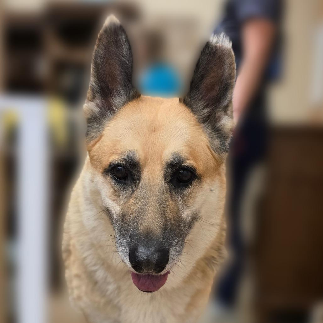 Enlarge Bobby, a Adoptable mixed breed in Wickenburg, AZ image 3/4