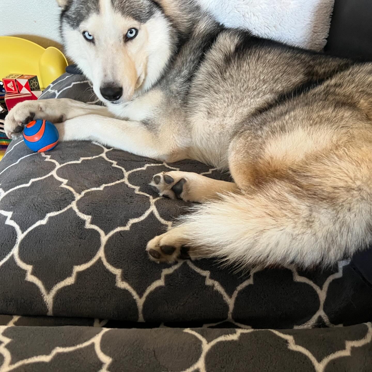 Sammy 4