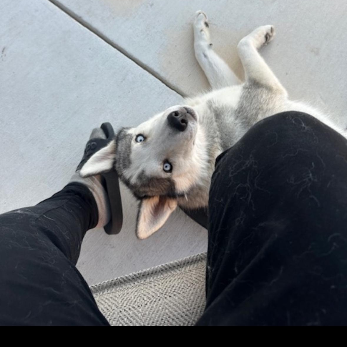 Sammy 6