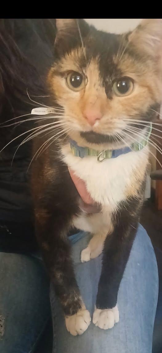 Janet Rich - CUTIE PIE CALICO KITTEN!, adopted, Kitten Female Calico.