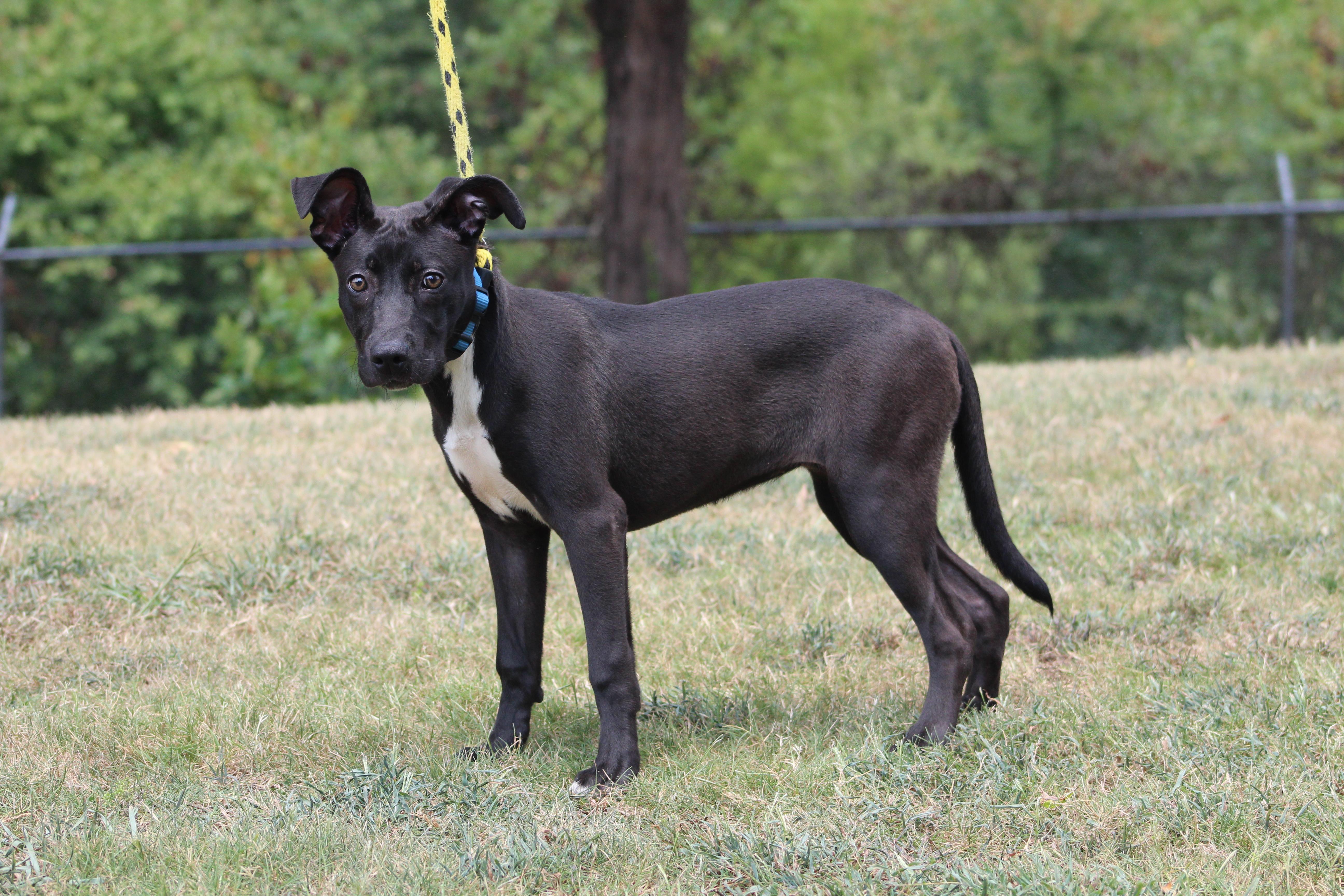 Pepper, a ADOPTABLE Black Labrador Retriever in Conway, AR image 1/6