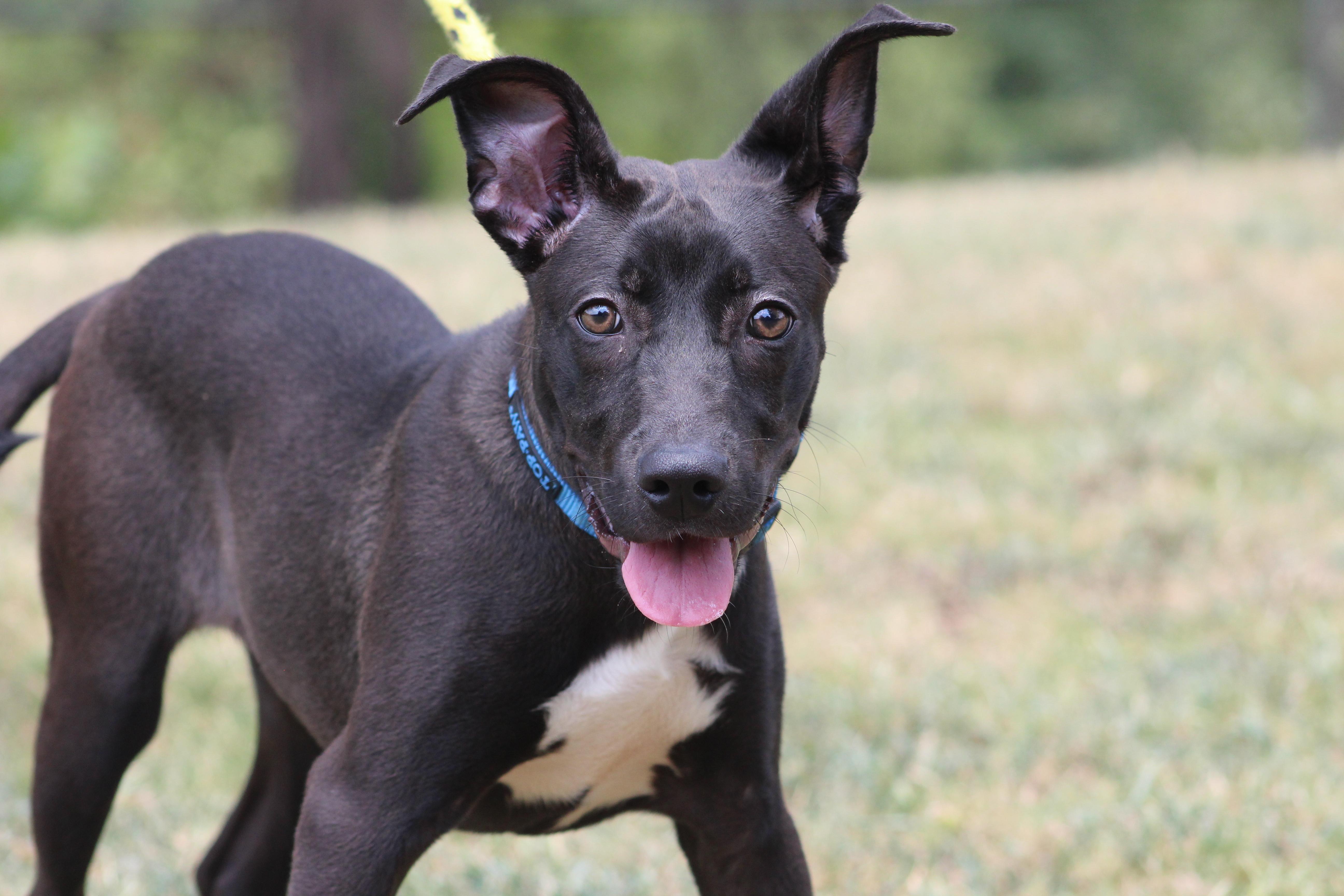 Pepper, a ADOPTABLE Black Labrador Retriever in Conway, AR image 5/6