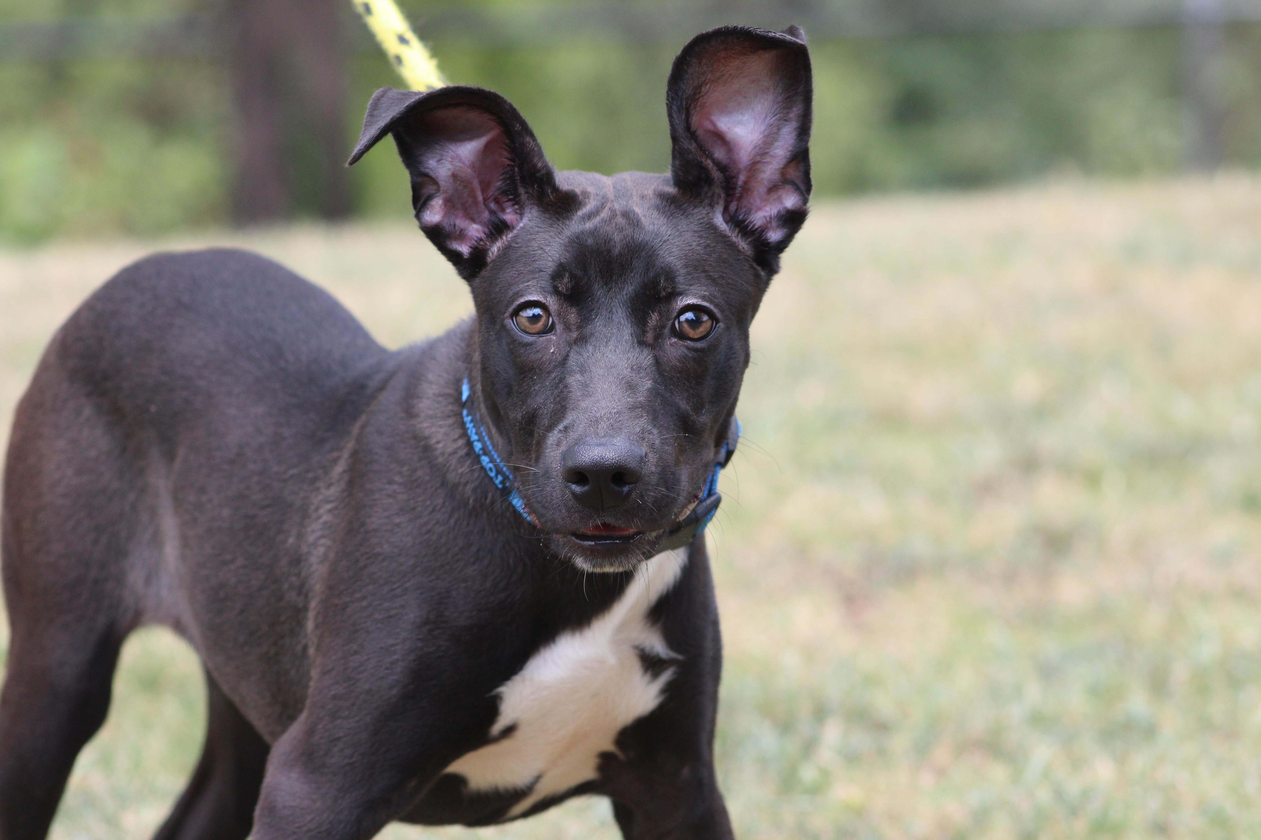 Pepper, a ADOPTABLE Black Labrador Retriever in Conway, AR image 2/6
