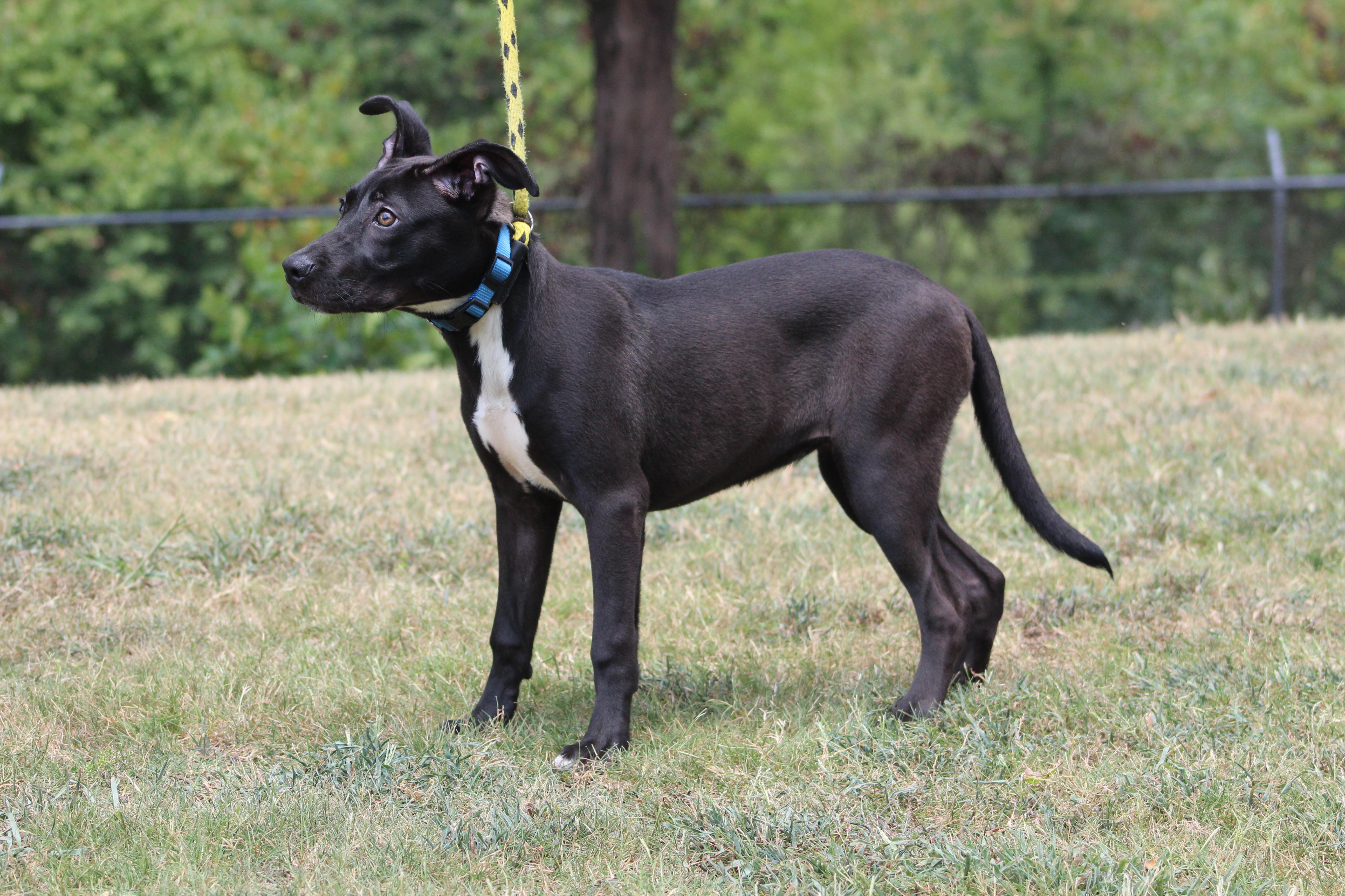 Pepper, a ADOPTABLE Black Labrador Retriever in Conway, AR image 4/6