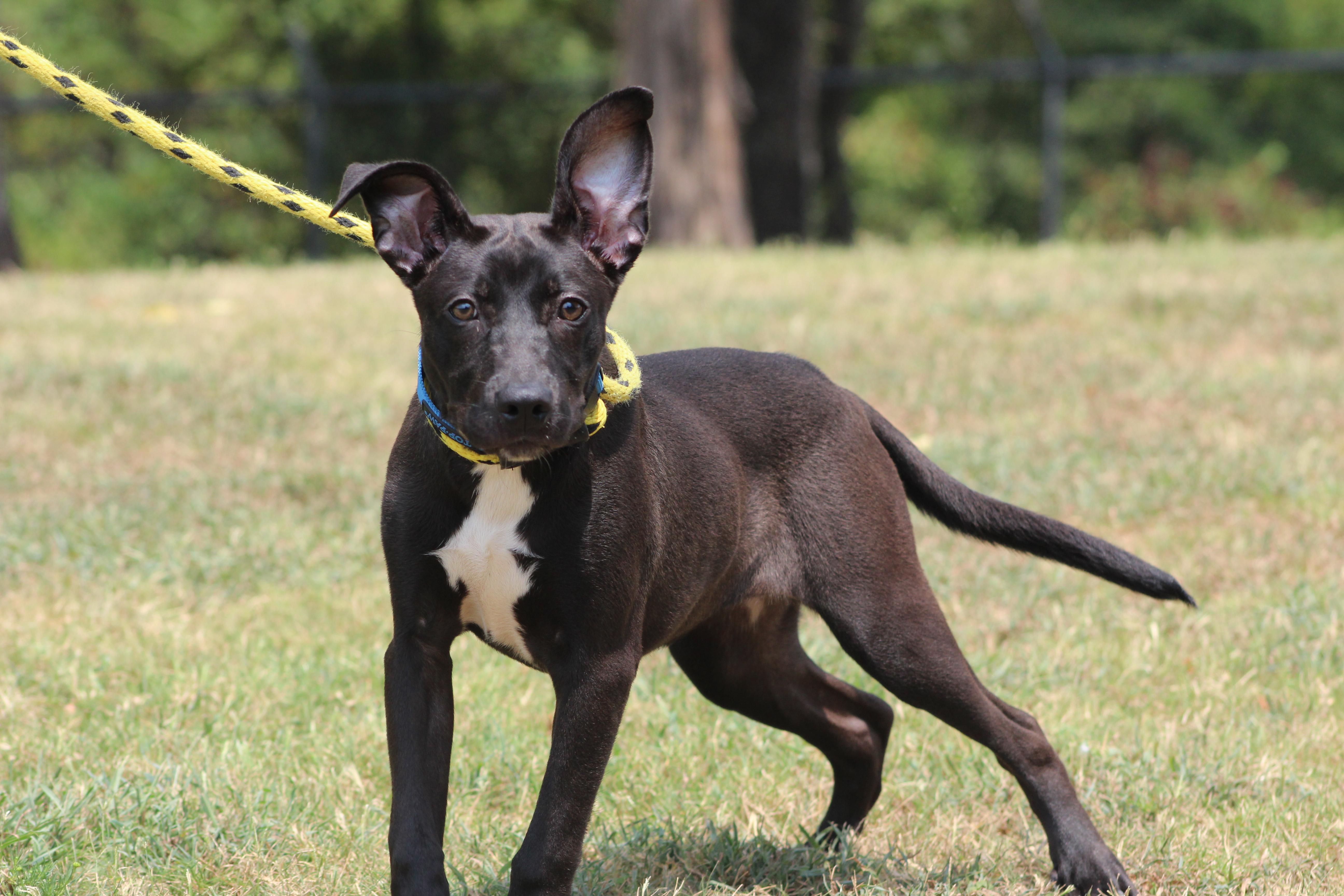 Pepper, a ADOPTABLE Black Labrador Retriever in Conway, AR image 6/6