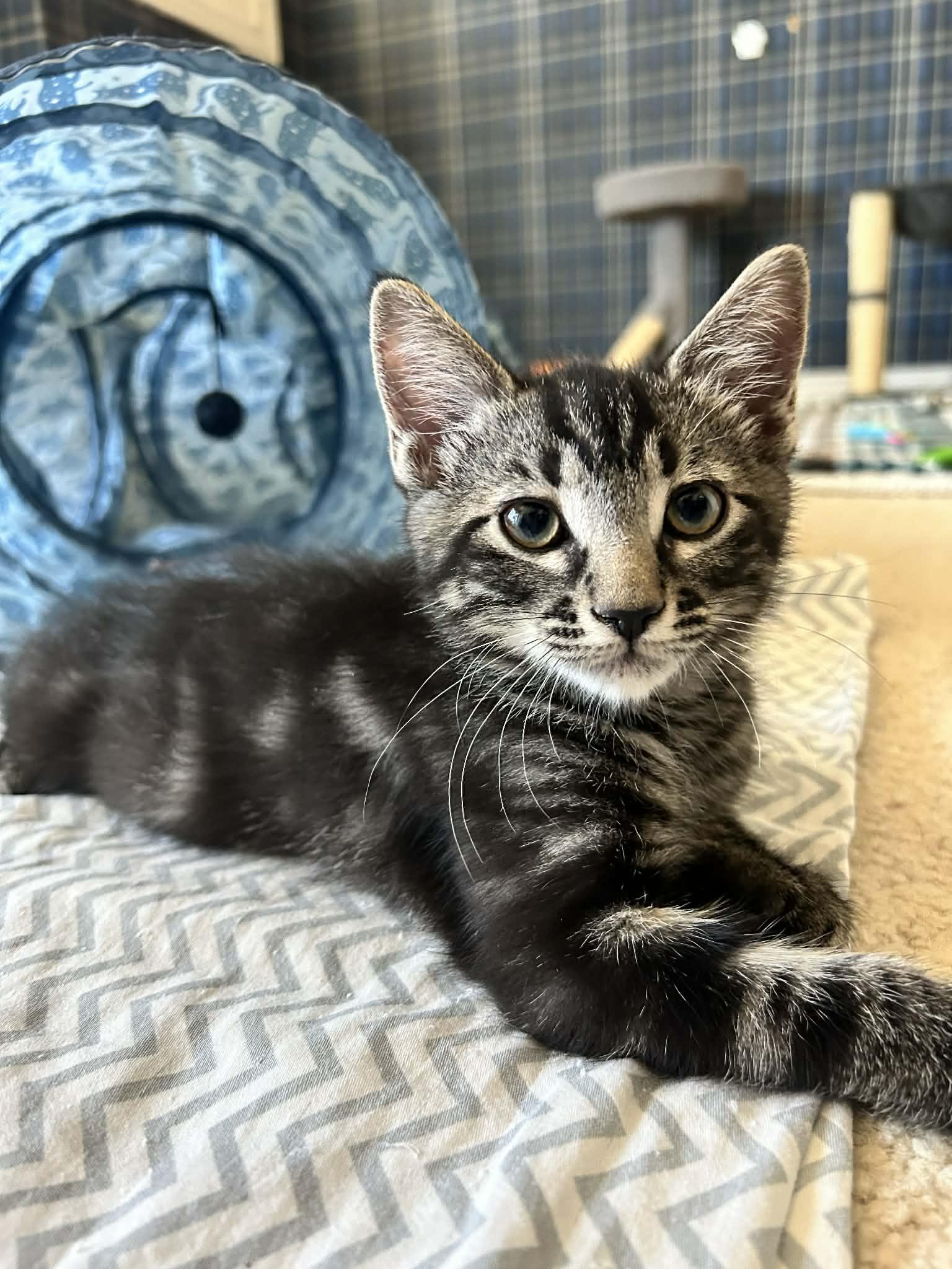 Enlarge Terry, a ADOPTABLE Domestic Short Hair in queen creek, AZ image 2/2