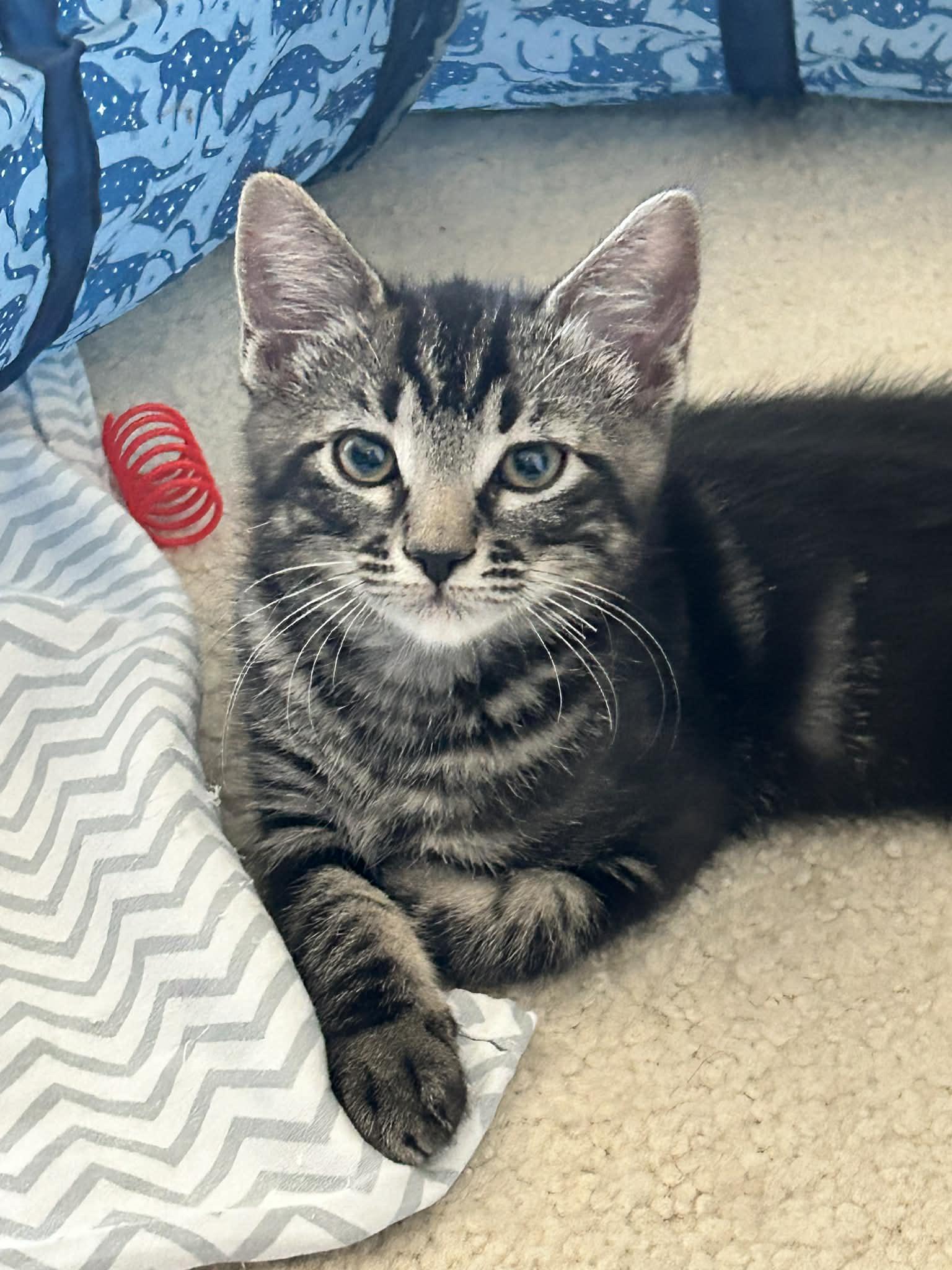 Terry, ADOPTABLE, Kitten Male Domestic Short Hair.