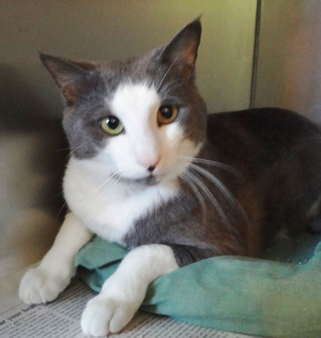 Enlarge Grayson, a Adoptable Domestic Short Hair in Ontonagon, MI image 1/1