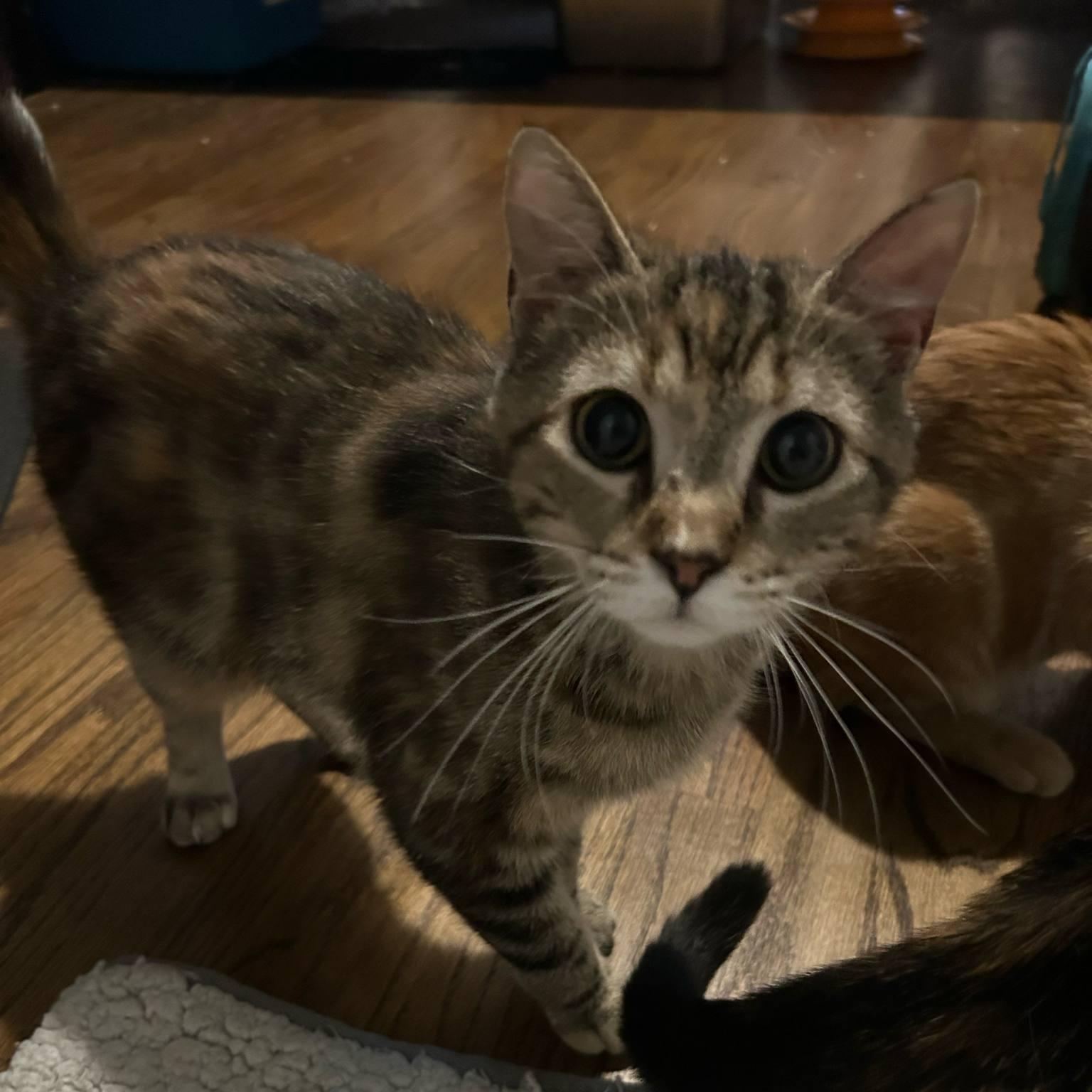 Elia DW 10/24, Adoptable, Young Female Tabby.