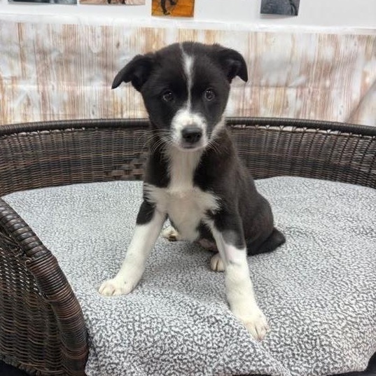 Enlarge Jackie, a Adoptable mixed breed in Neillsville, WI image 4/4