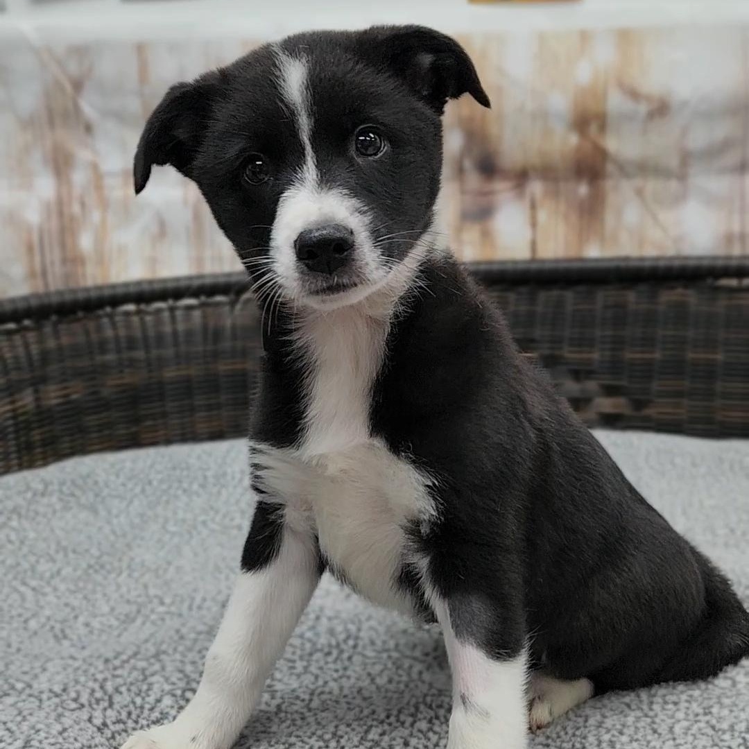 Enlarge Jackie, a Adoptable mixed breed in Neillsville, WI image 1/4