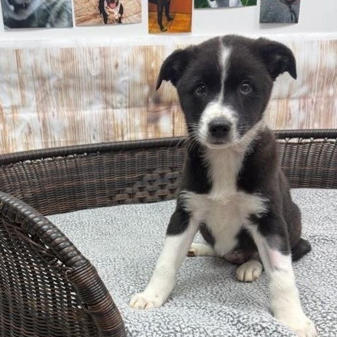 Enlarge Jackie, a Adoptable mixed breed in Neillsville, WI image 3/4