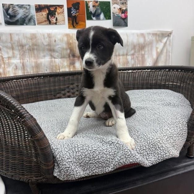 Enlarge Jackie, a Adoptable mixed breed in Neillsville, WI image 2/4