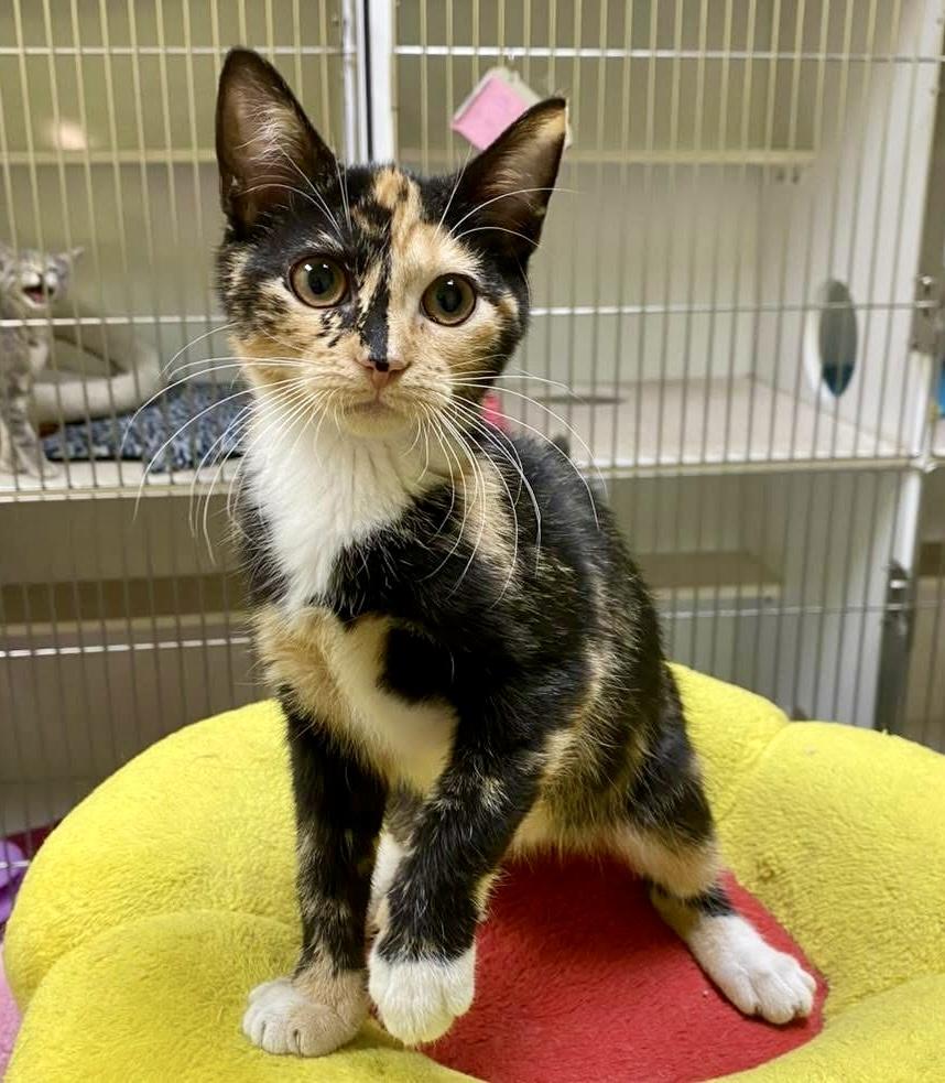 Enlarge Venus, a Adoptable Calico image 1/1