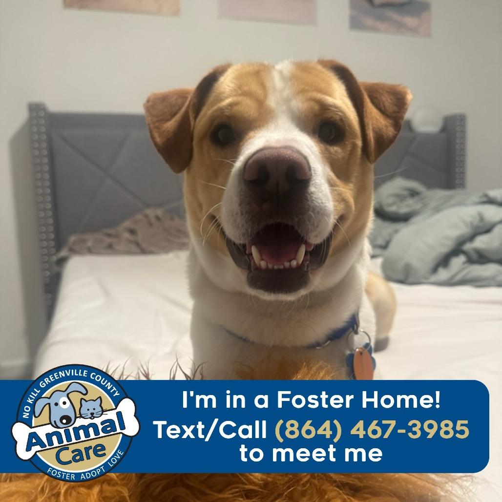 Enlarge Winston, a Adoptable mixed breed in Greenville, SC image 1/6