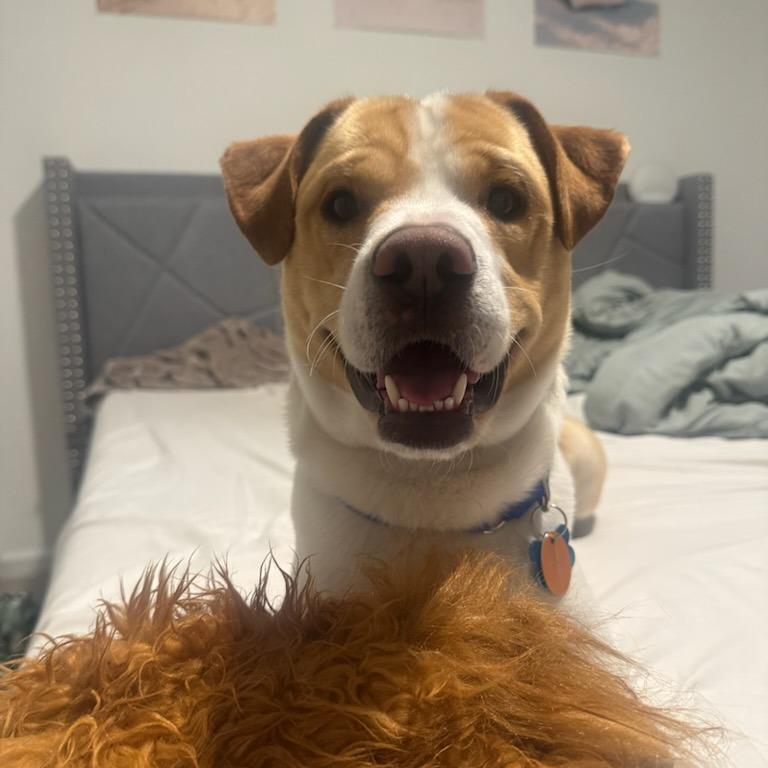 Enlarge Winston, a Adoptable mixed breed in Greenville, SC image 2/6