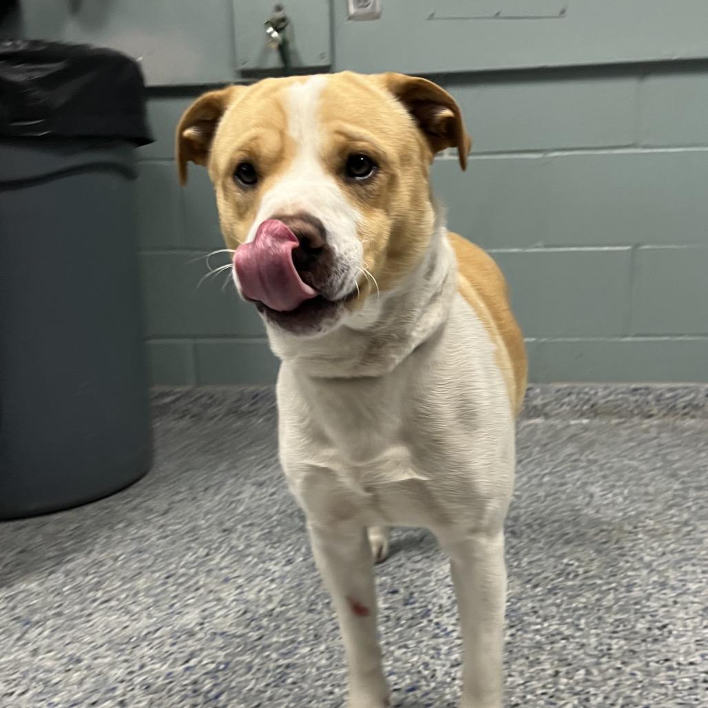 Samson, Adoptable, Adult Male American Staffordshire Terrier.