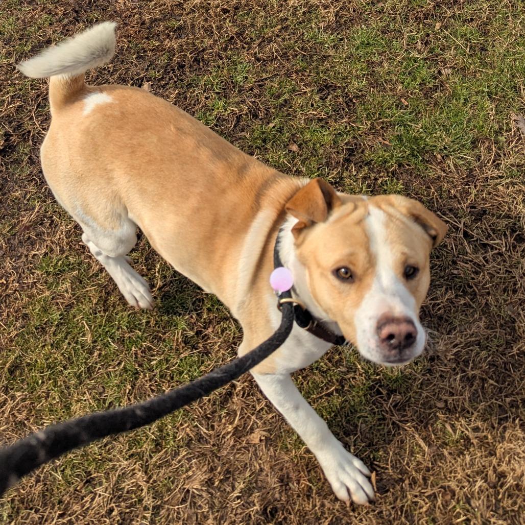 Winston, Adoptable, Adult Male American Staffordshire Terrier.