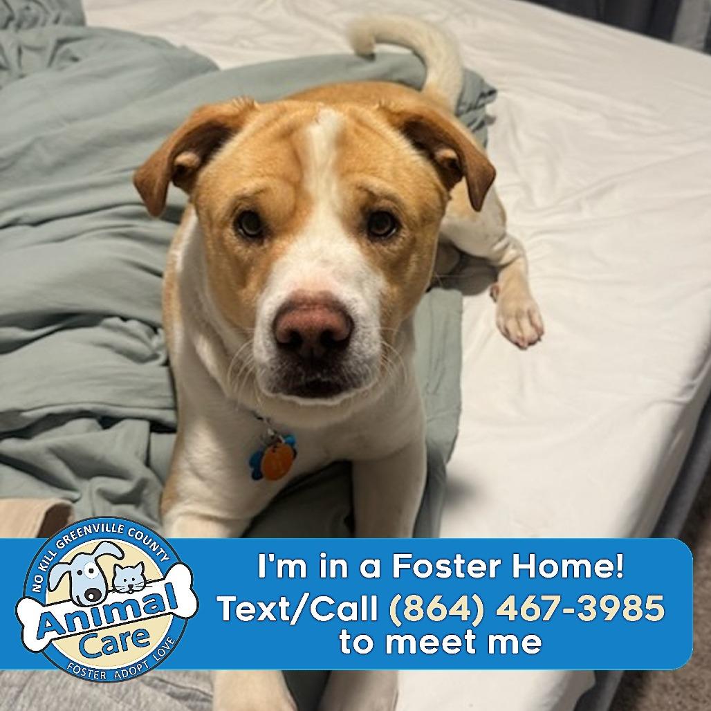 Samson, a Adoptable mixed breed in Greenville, SC image 2/6