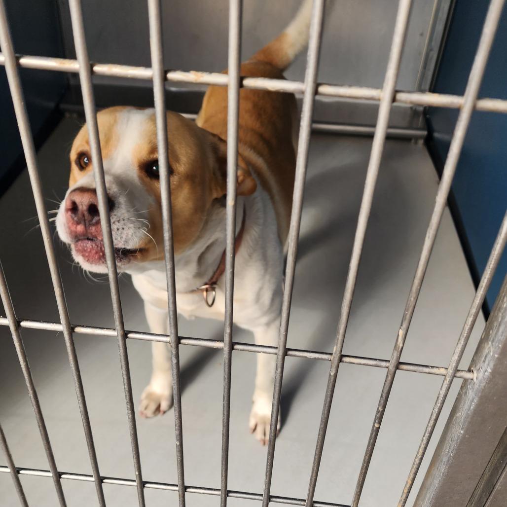 Samson, a Adoptable mixed breed in Greenville, SC image 3/6