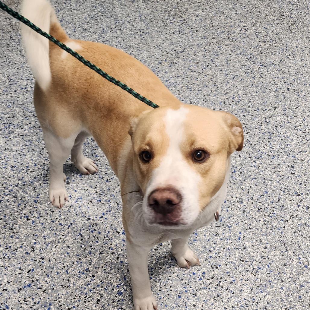 Samson, a Adoptable mixed breed in Greenville, SC image 4/6