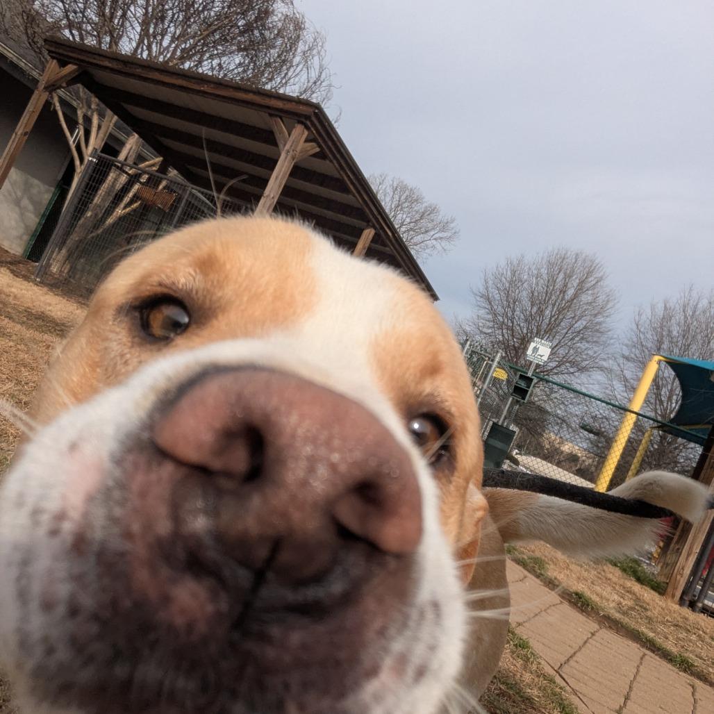 Enlarge Winston, a Adoptable mixed breed in Greenville, SC image 3/6