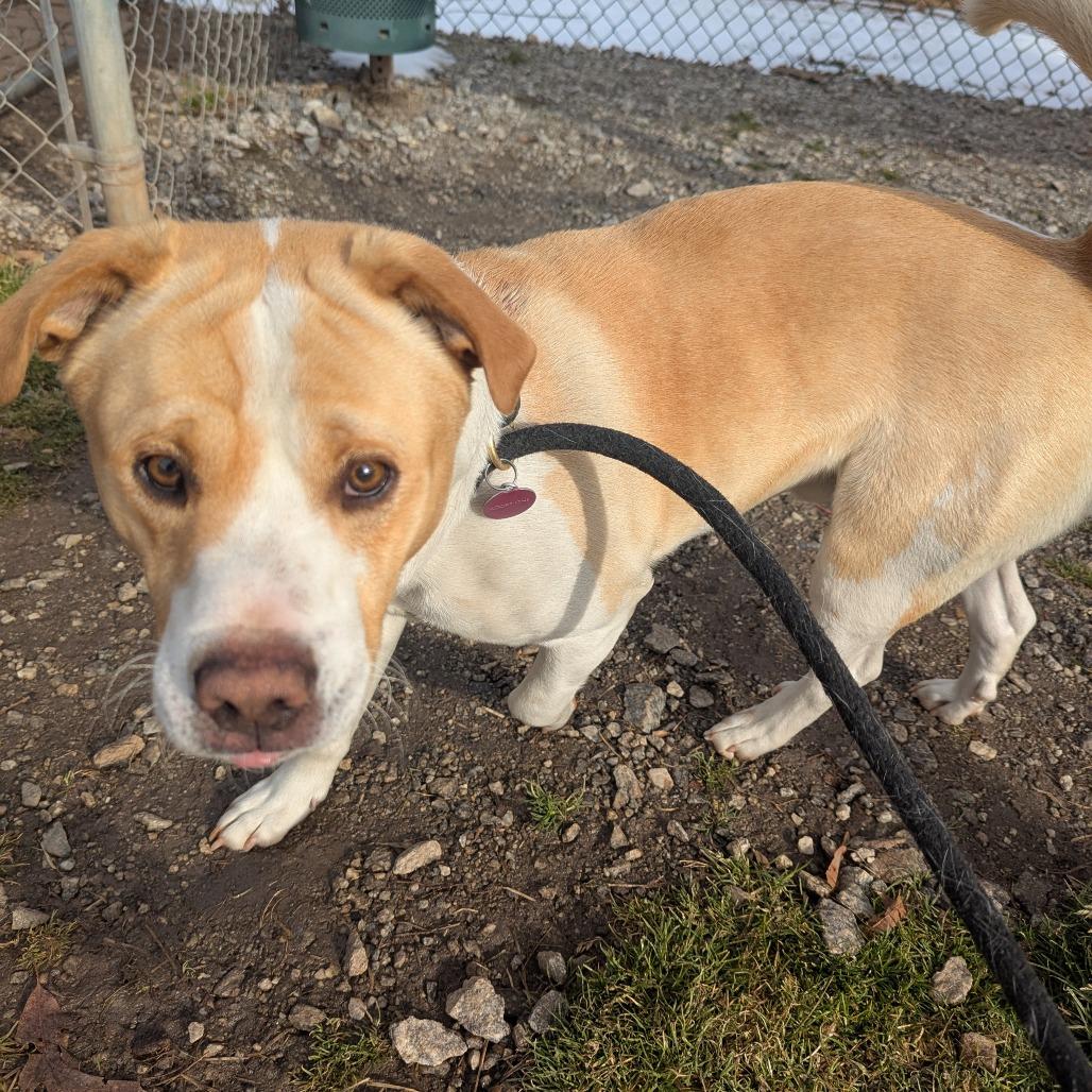 Samson, a Adoptable mixed breed in Greenville, SC image 5/6