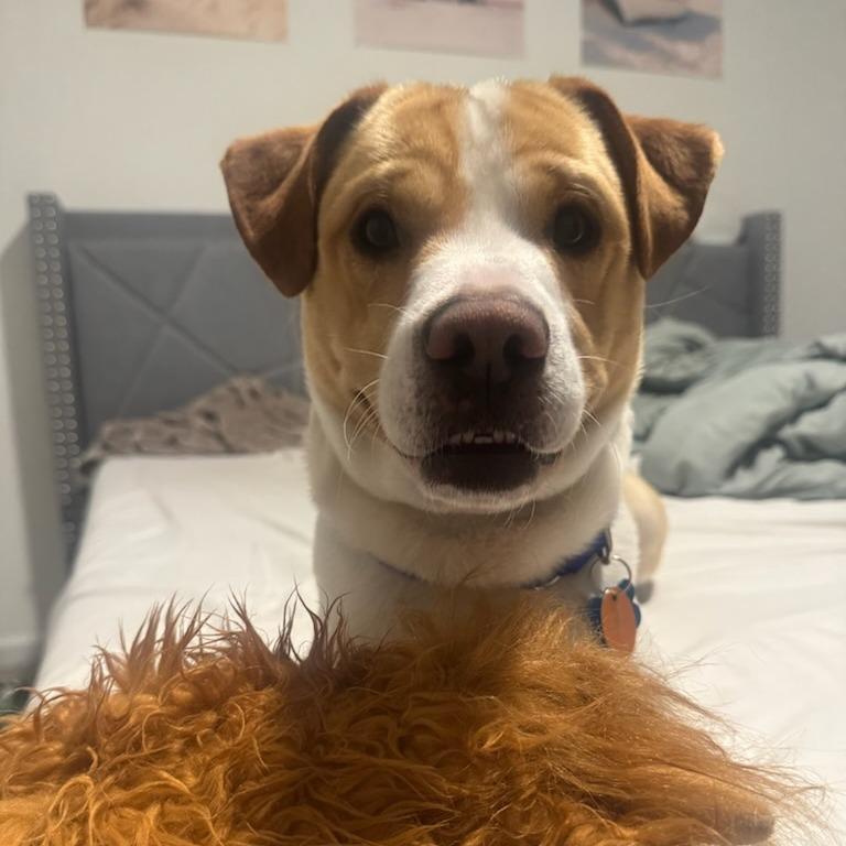 Enlarge Winston, a Adoptable mixed breed in Greenville, SC image 5/6