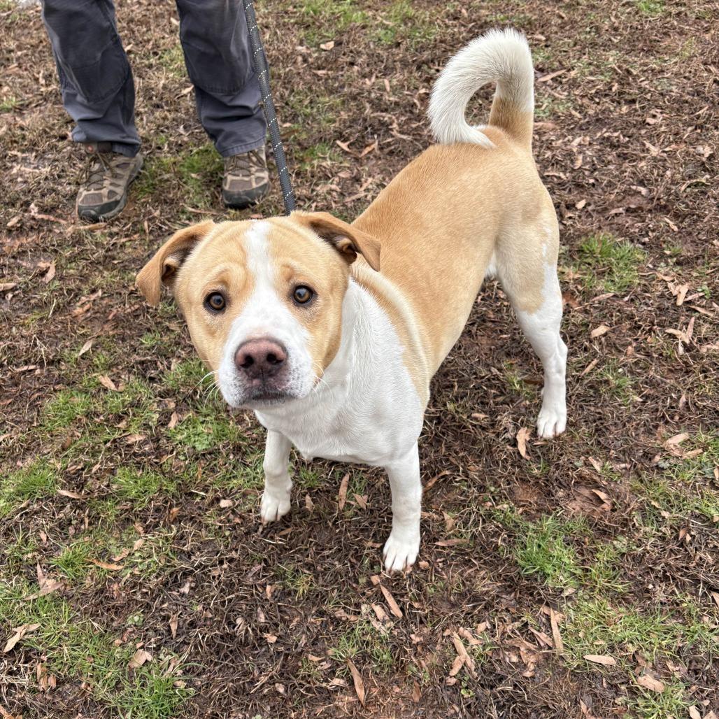 Enlarge Winston, a Adoptable mixed breed in Greenville, SC image 5/6