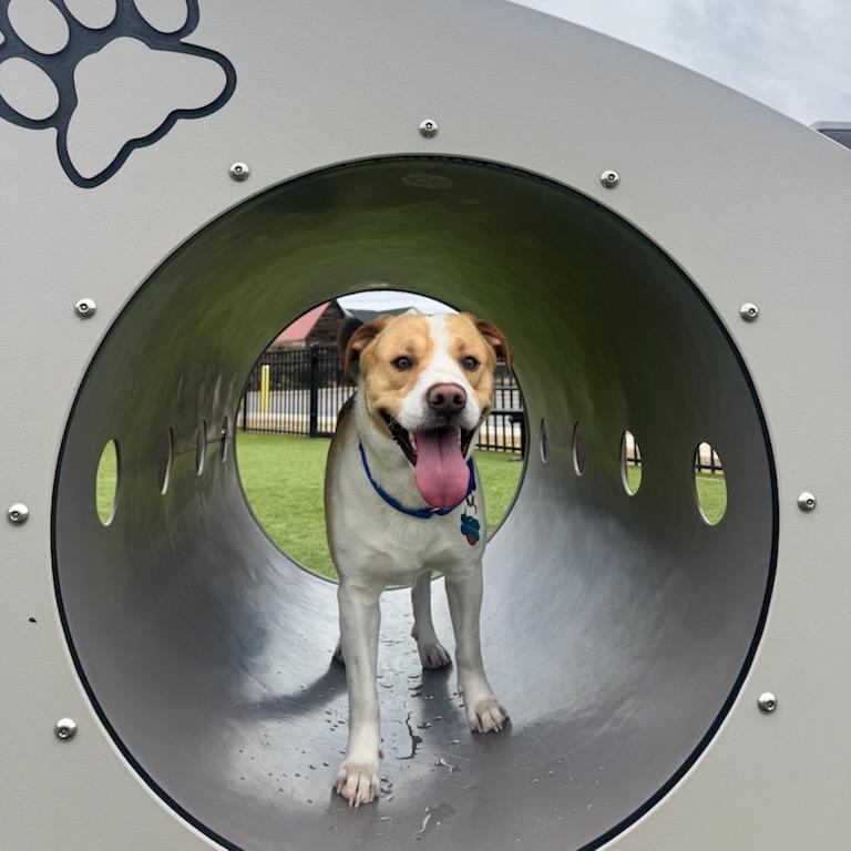 Enlarge Winston, a Adoptable mixed breed in Greenville, SC image 6/6