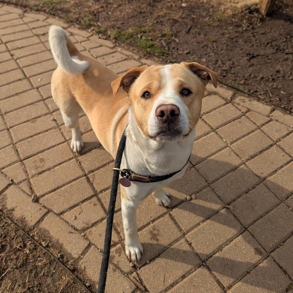 Samson, a Adoptable mixed breed in Greenville, SC image 6/6