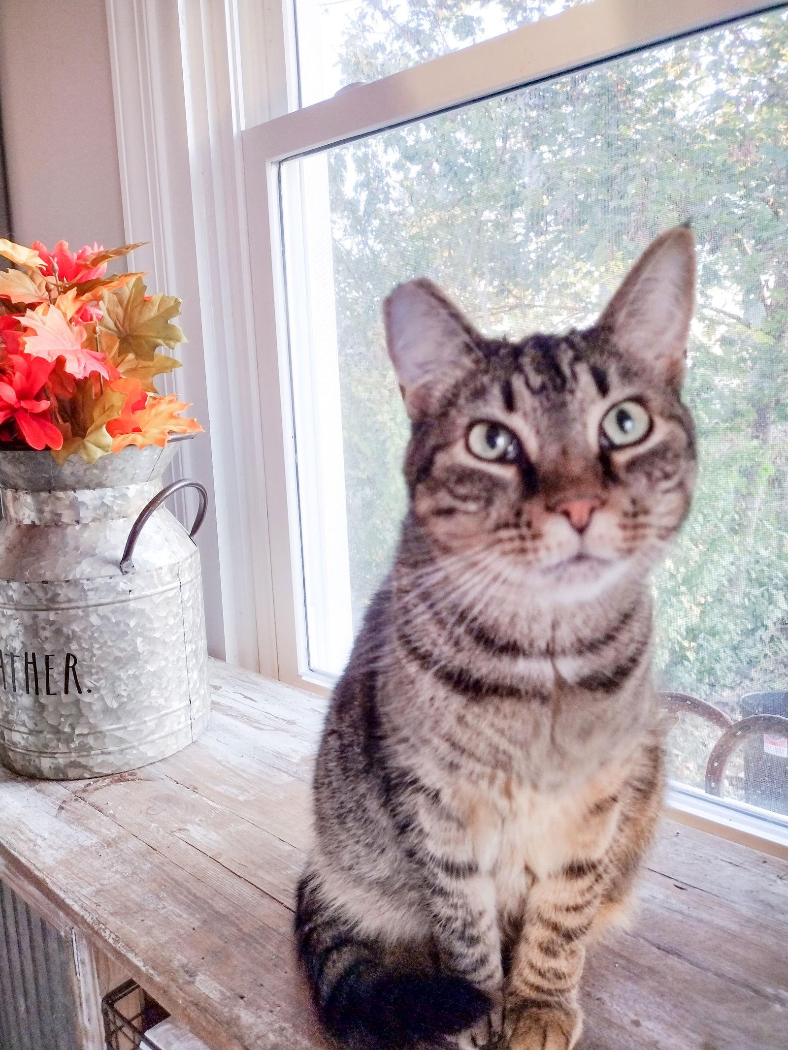 Enlarge Bubba, a Adoptable Domestic Short Hair in Lewistown, PA image 1/3