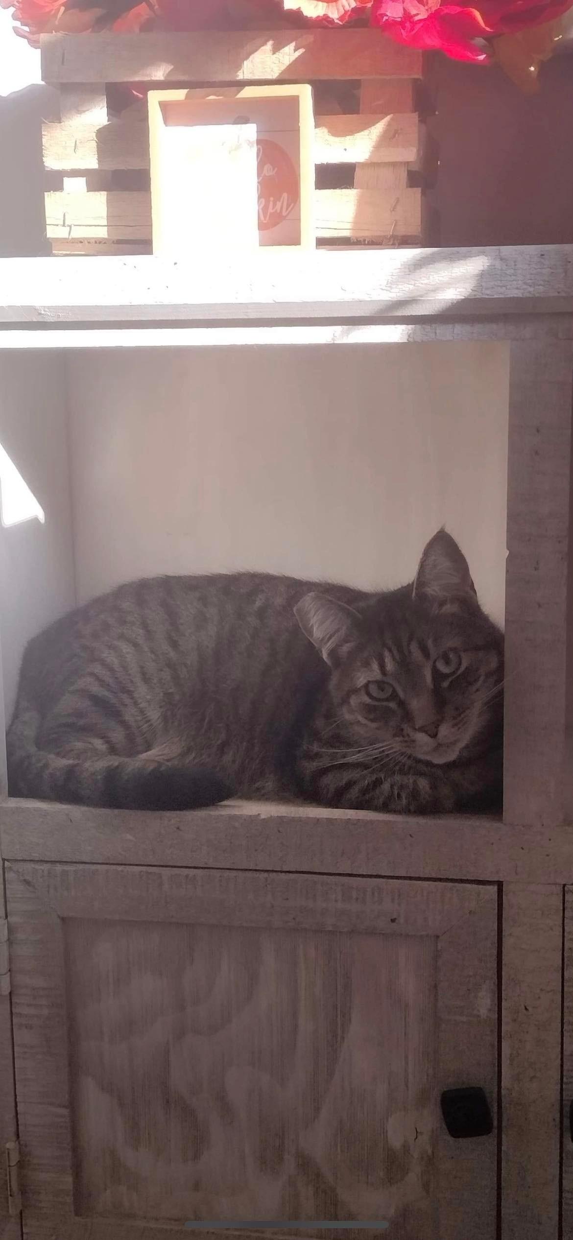 Enlarge Bubba, a Adoptable Domestic Short Hair in Lewistown, PA image 2/3