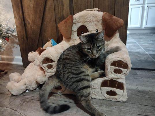 Enlarge Bubba, a Adoptable Domestic Short Hair in Lewistown, PA image 3/3