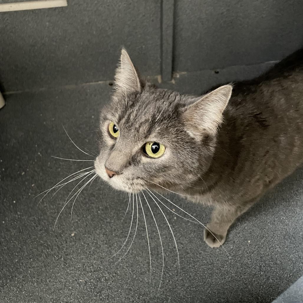 Stormy, Adoptable, Adult Female Domestic Short Hair.