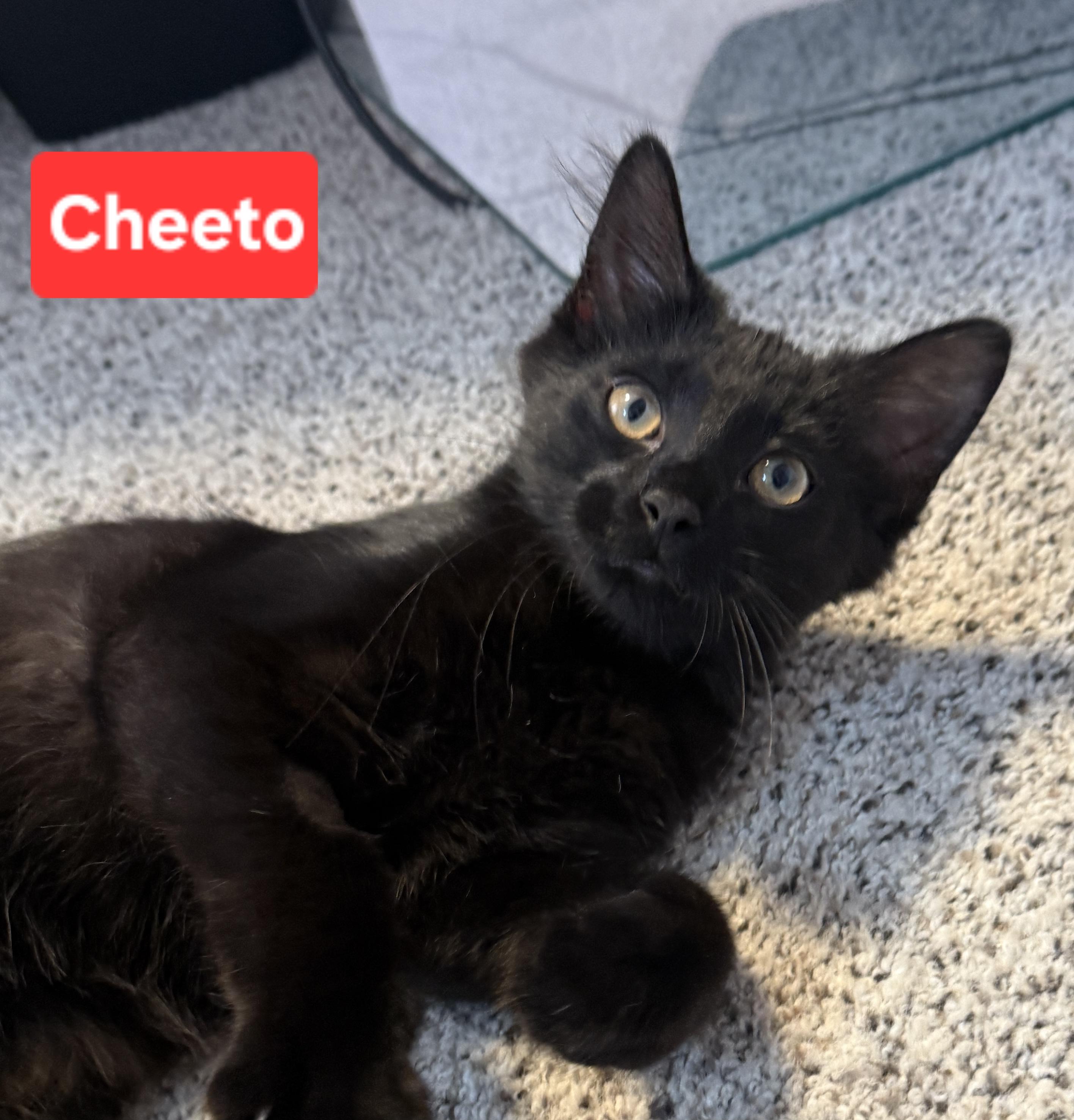 Cheeto (siblings are Dorito & Frito), a ADOPTABLE Domestic Medium Hair in Brighton, MI image 2/3