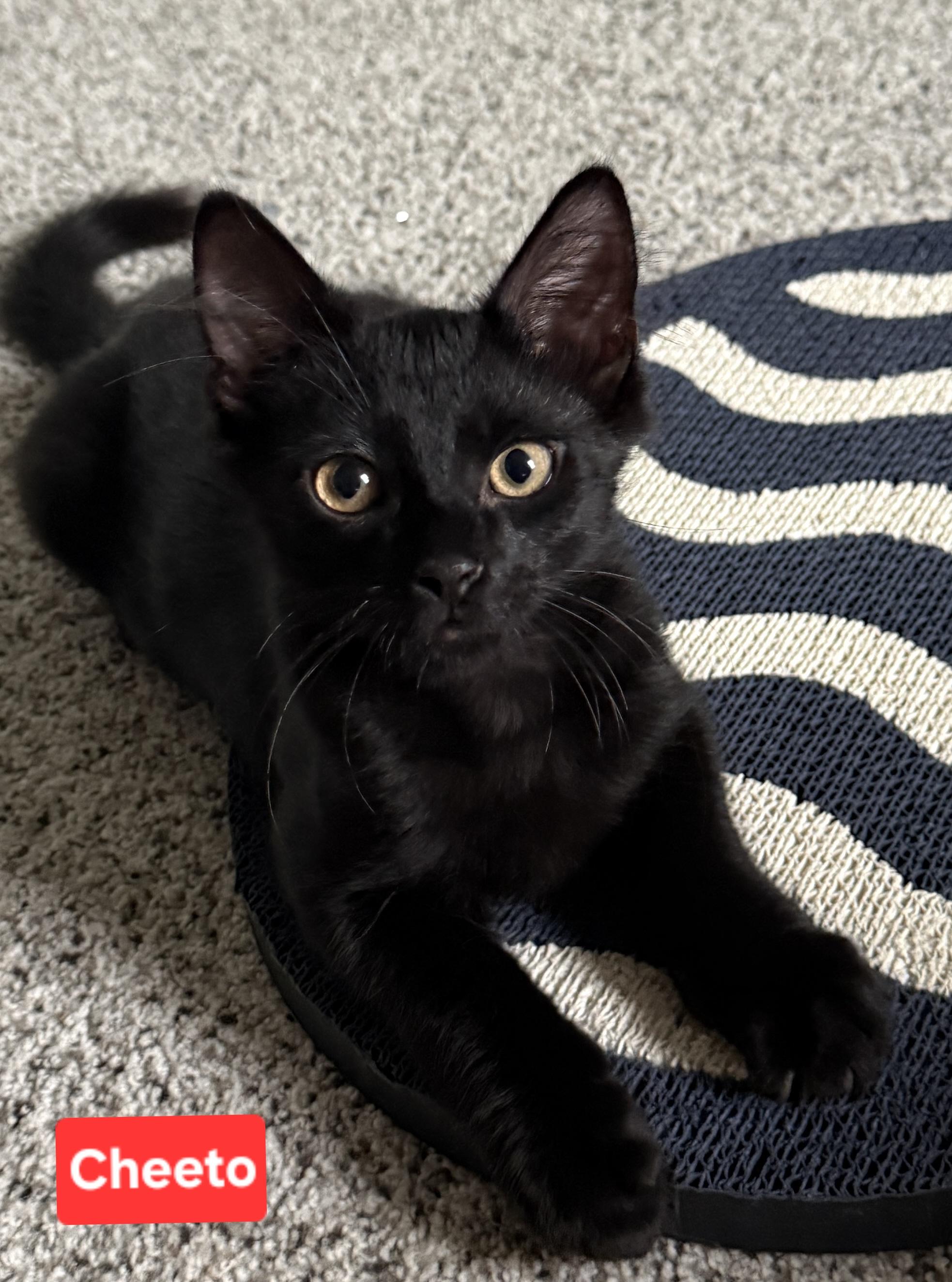 Cheeto (siblings are Dorito & Frito), ADOPTABLE, Kitten Male Domestic Medium Hair.