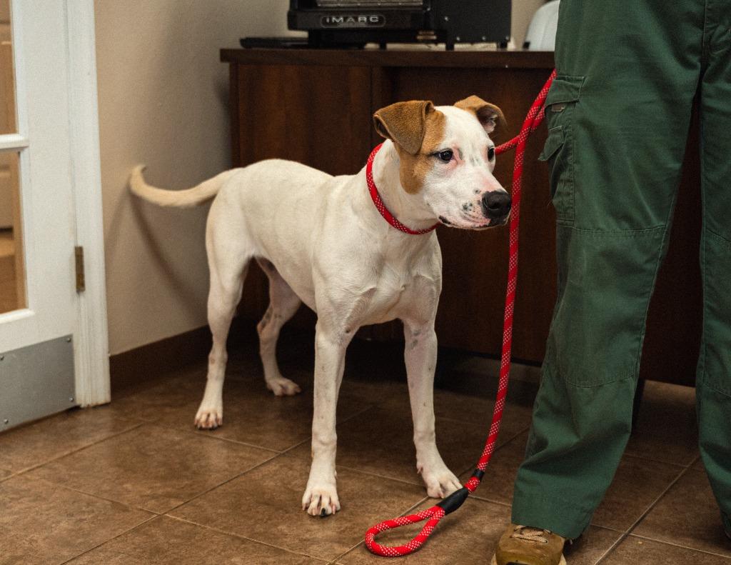 Raquel, Adoptable, Puppy Female Terrier.