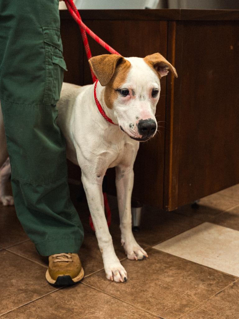 Raquel, a Adoptable mixed breed in Mocksville, NC image 2/6