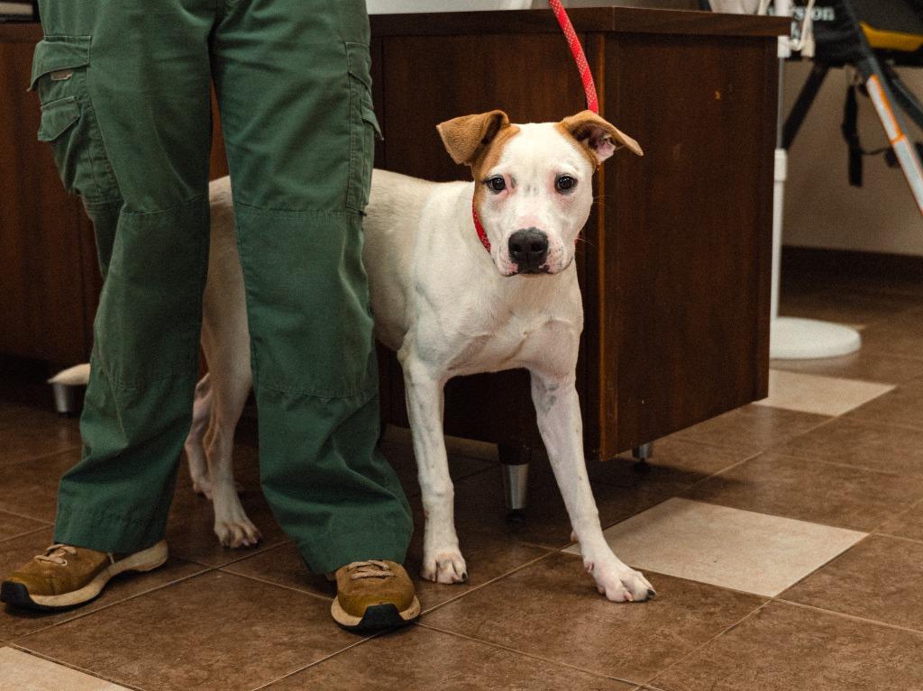 Raquel, a Adoptable mixed breed in Mocksville, NC image 3/6