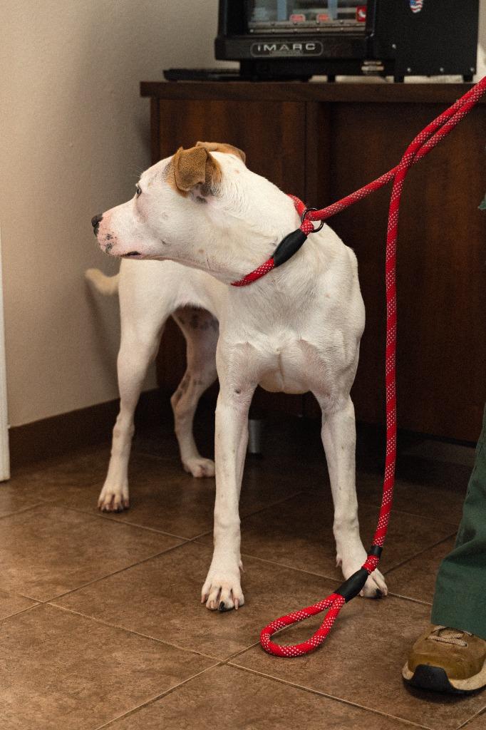 Raquel, a Adoptable mixed breed in Mocksville, NC image 4/6
