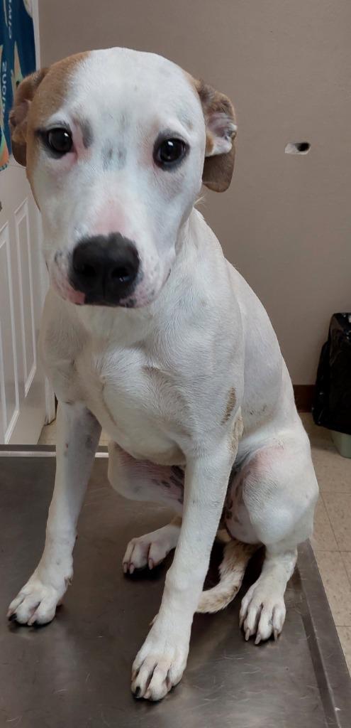 Raquel, Adoptable, Puppy Female Terrier.