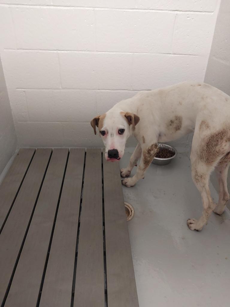 Enlarge Raquel, a Adoptable mixed breed in Mocksville, NC image 2/2