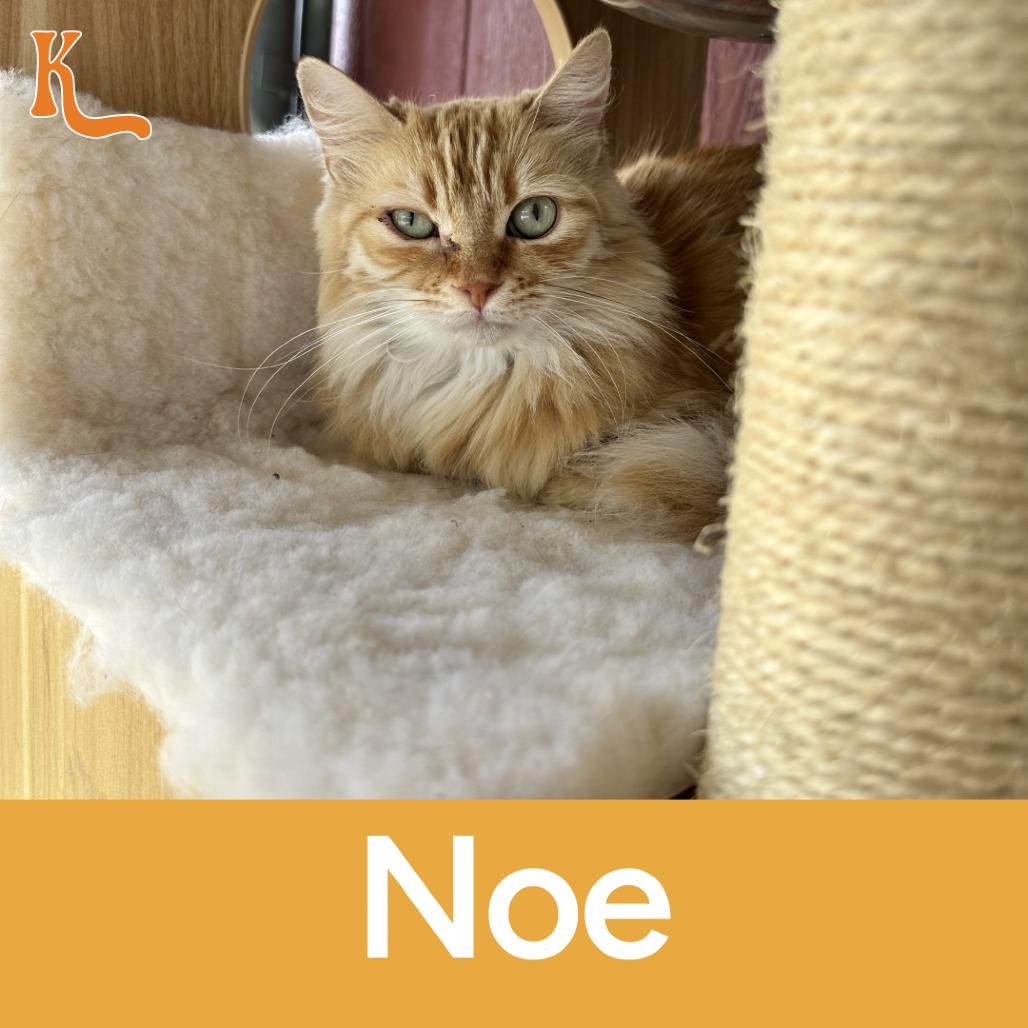 Noe, Adoptable, Adult Female Domestic Medium Hair.