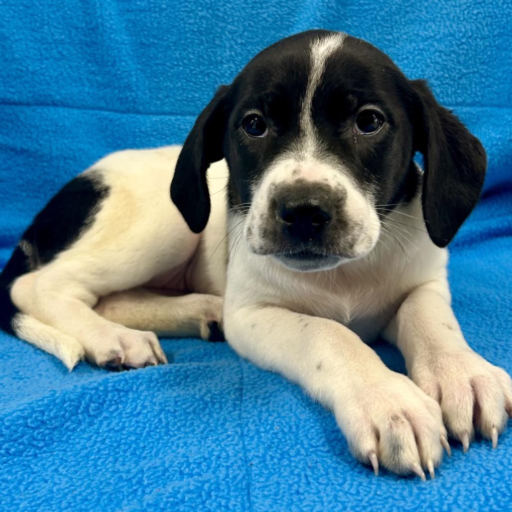 Enlarge Data, a Adoptable Labrador Retriever in St Joseph, MO image 1/1