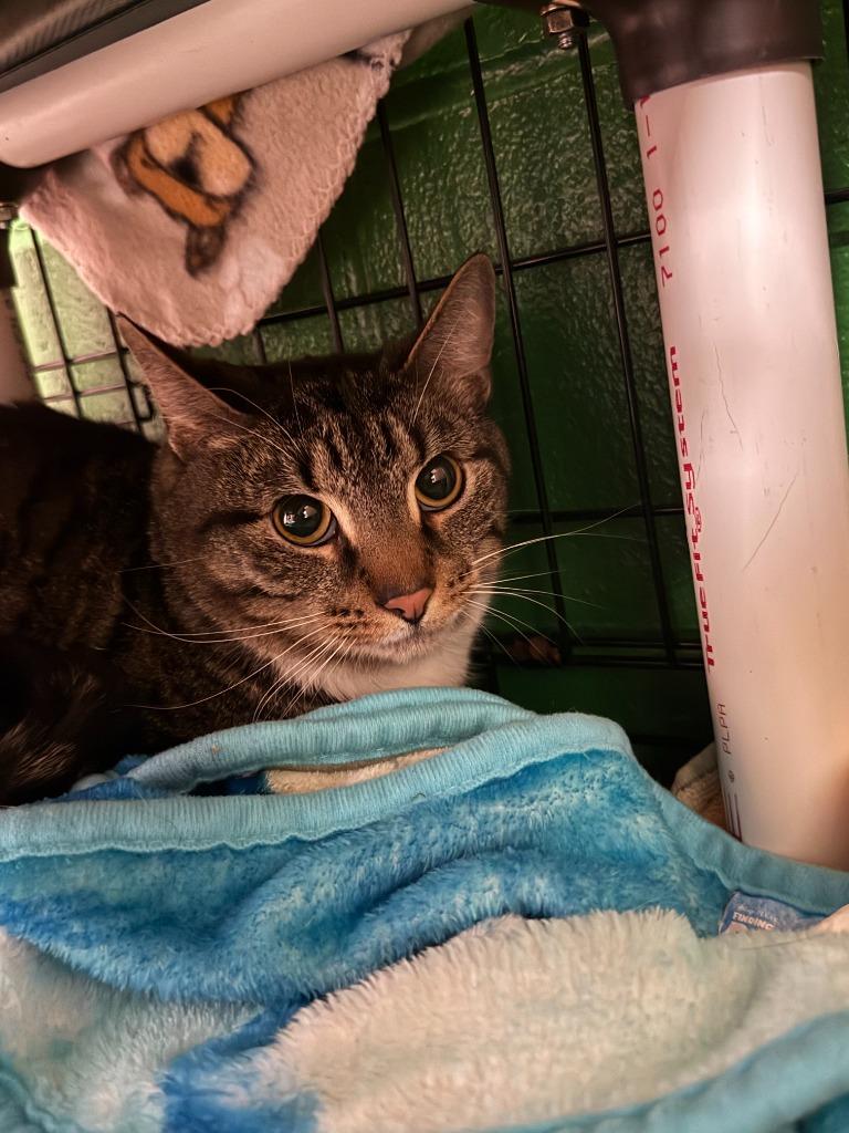 Beetlejuice, Adoptable, Adult Male Domestic Short Hair.