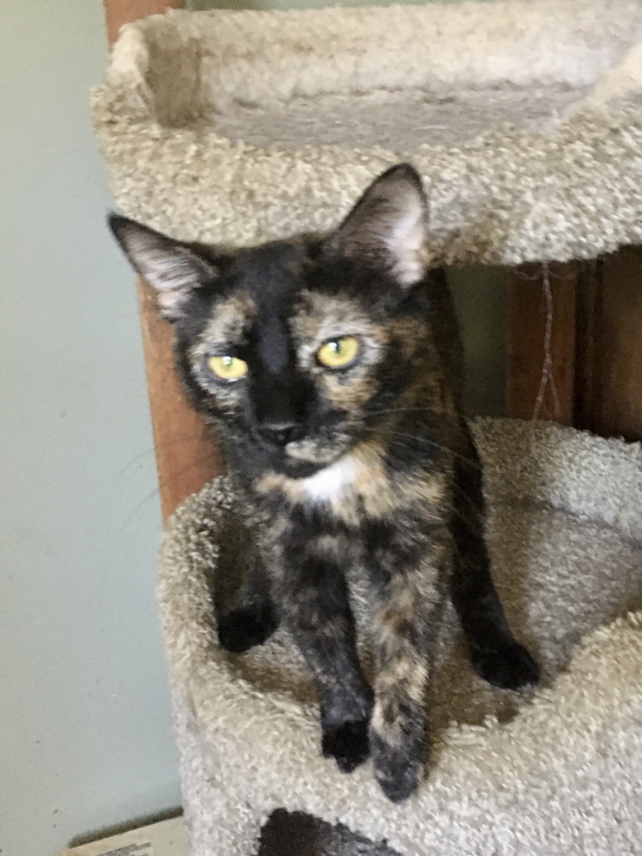 KitKat, Adoptable, Young Female Domestic Short Hair.