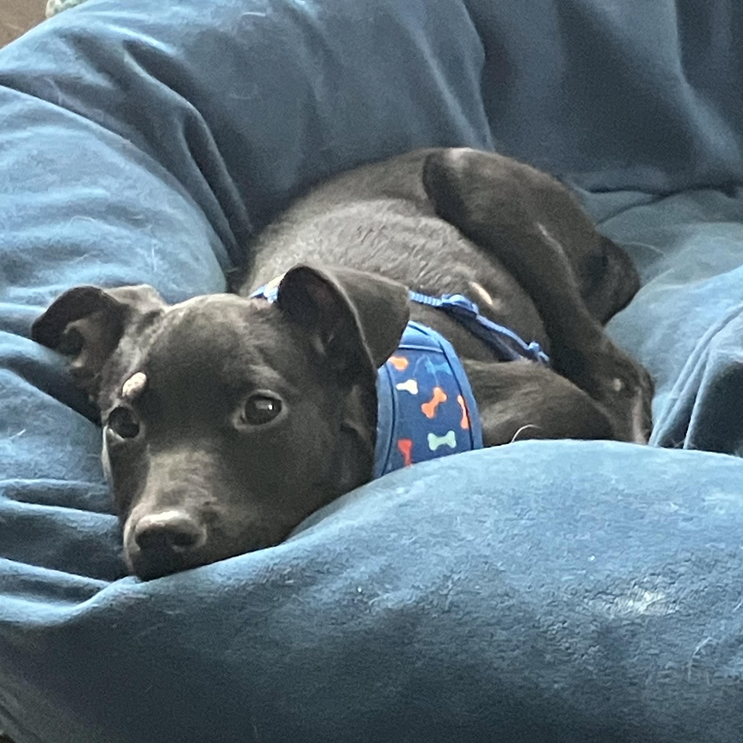Martini, Adoptable, Puppy Female Black Labrador Retriever.