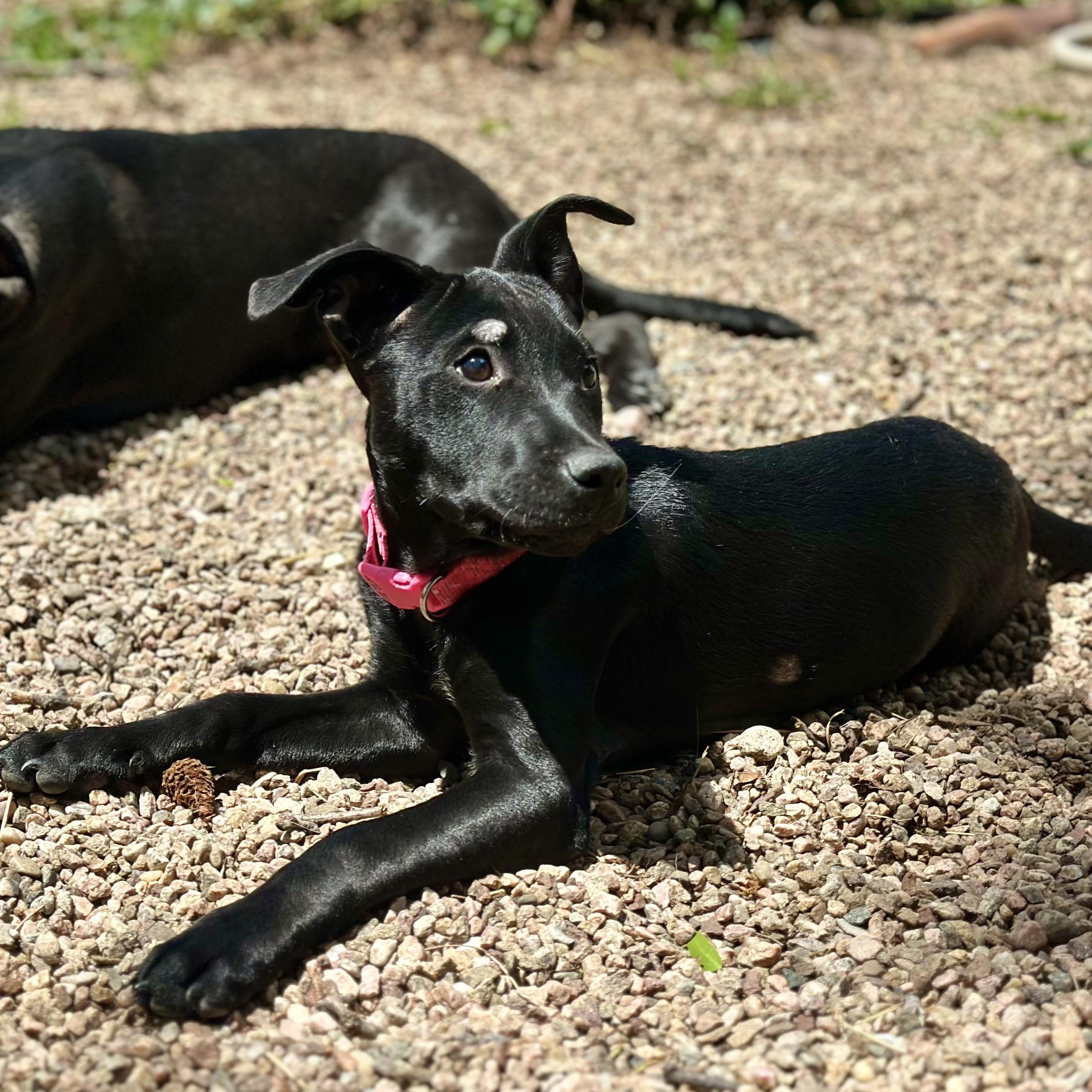 Enlarge Martini, a Adoptable mixed breed in Boulder, CO image 2/6